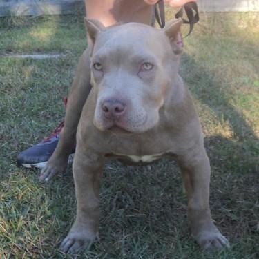 media/Top To Bottoms Gin And Juices Jixxer Pit Bull.jpg